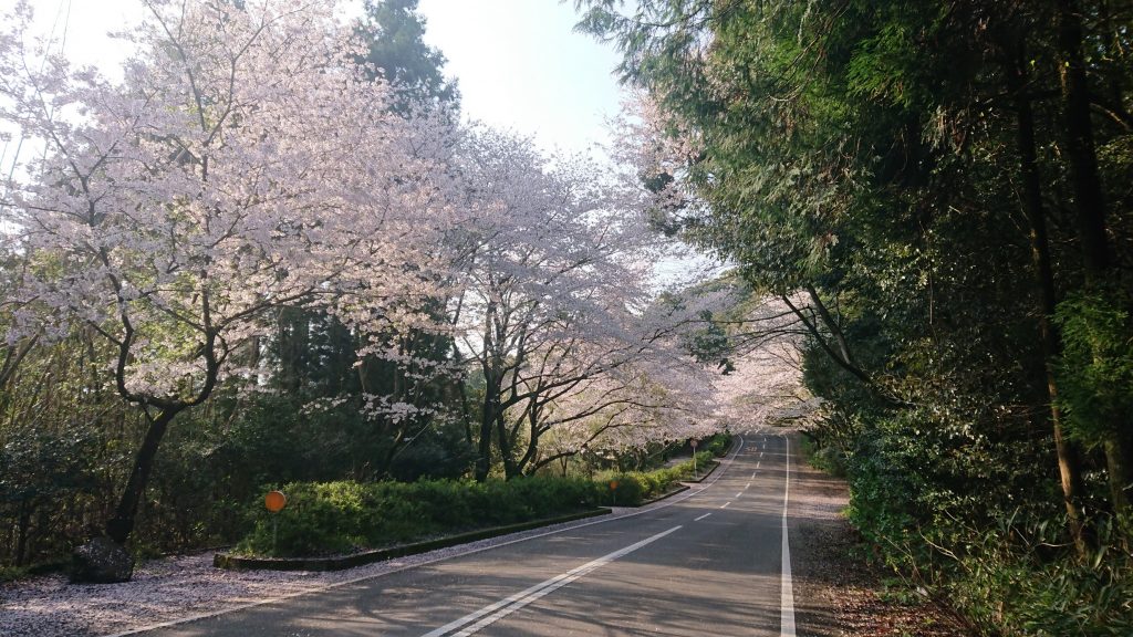 桜のトンネル②R2.4.2