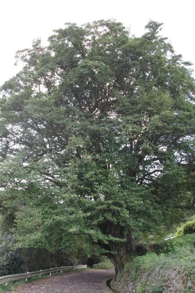 小長井のオガタマノキ
