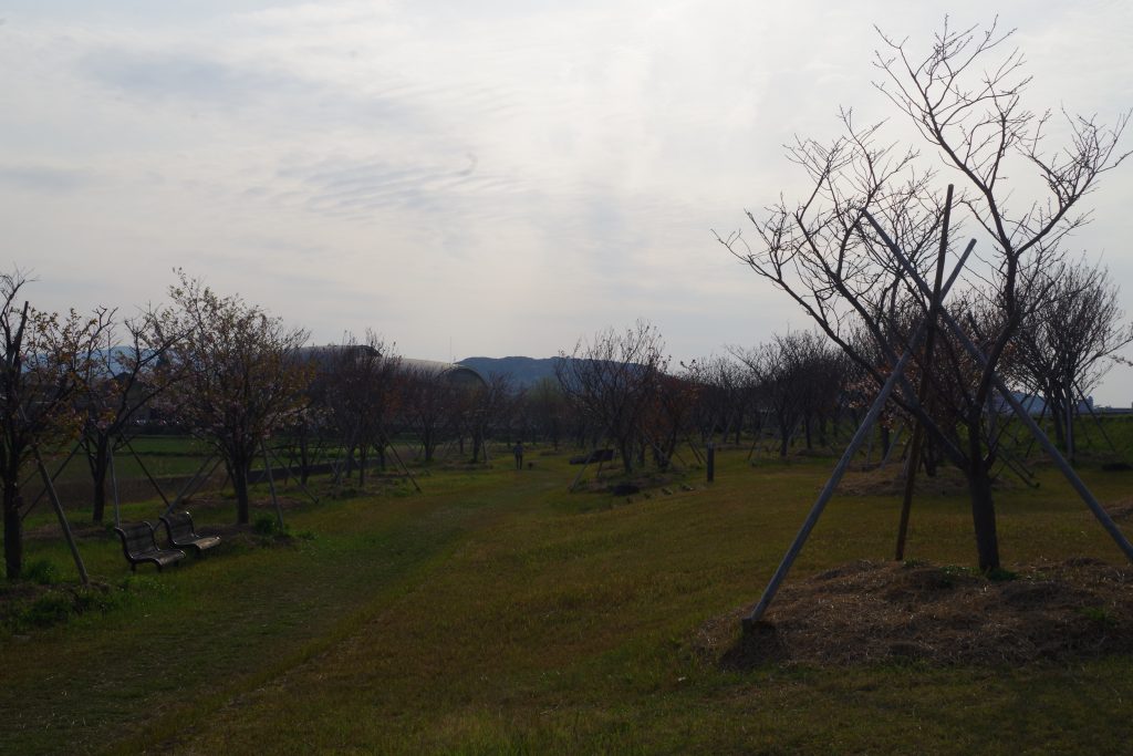 IMGP2575