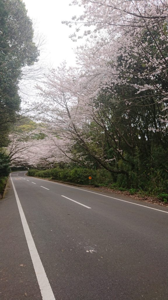 R2.3.30桜のトンネル②