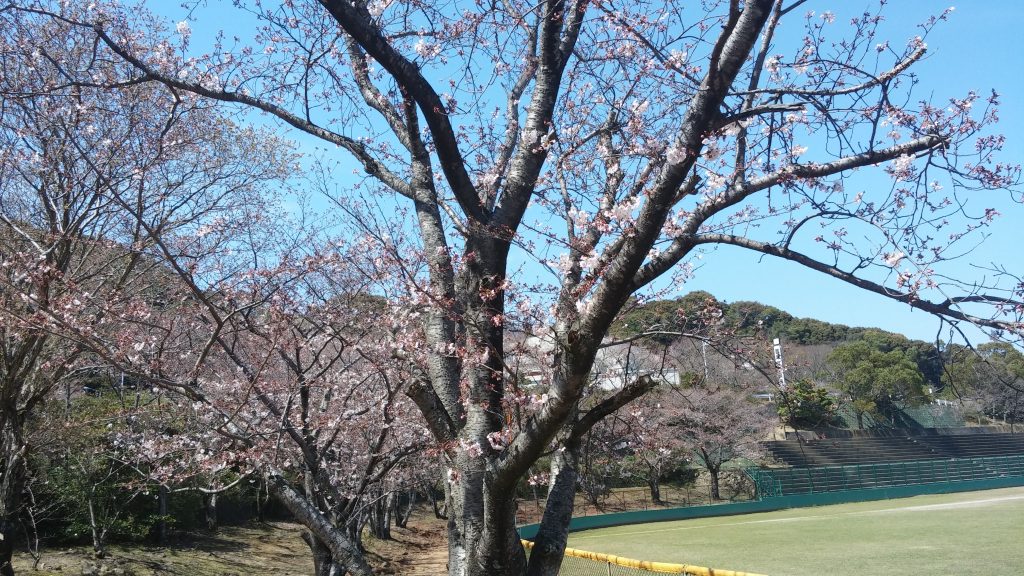 20170404桜開花状況