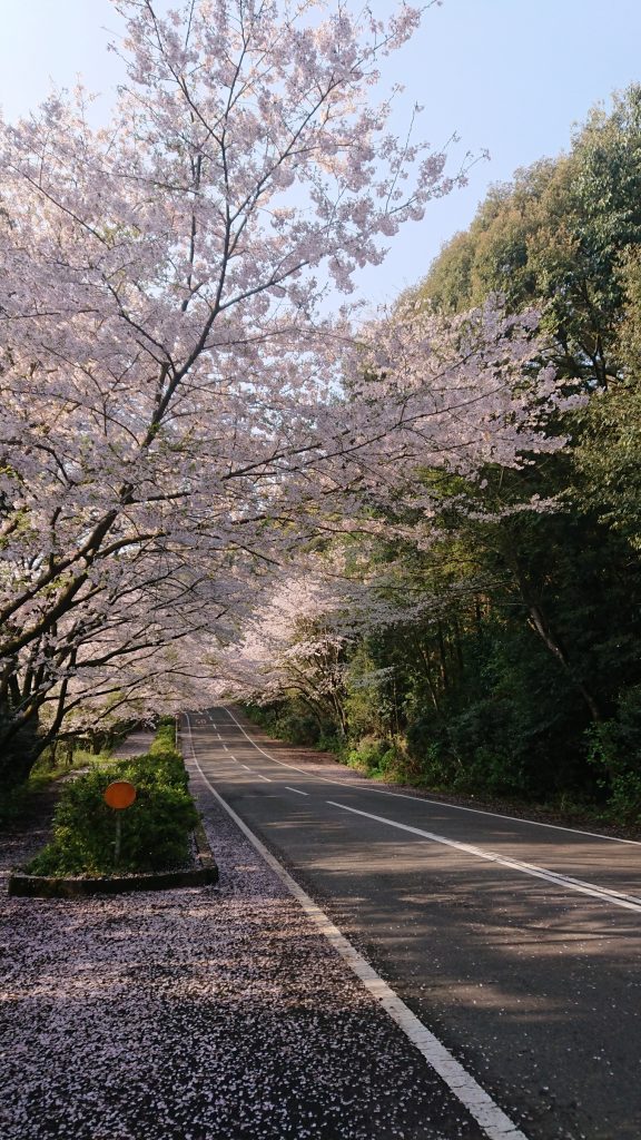 桜のトンネル③R2.4.2