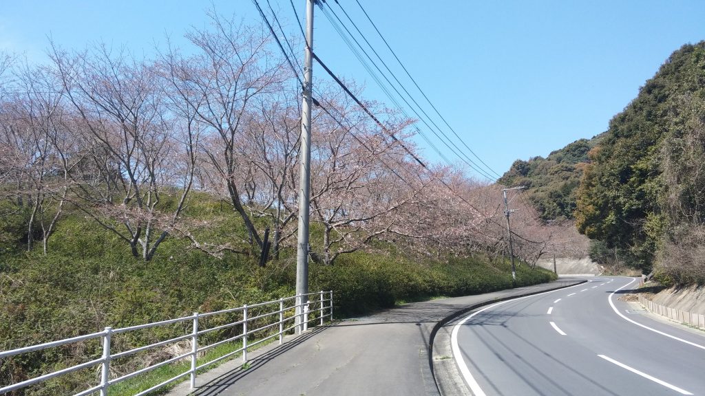 20170404開花状況
